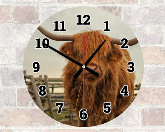 Highland Cow