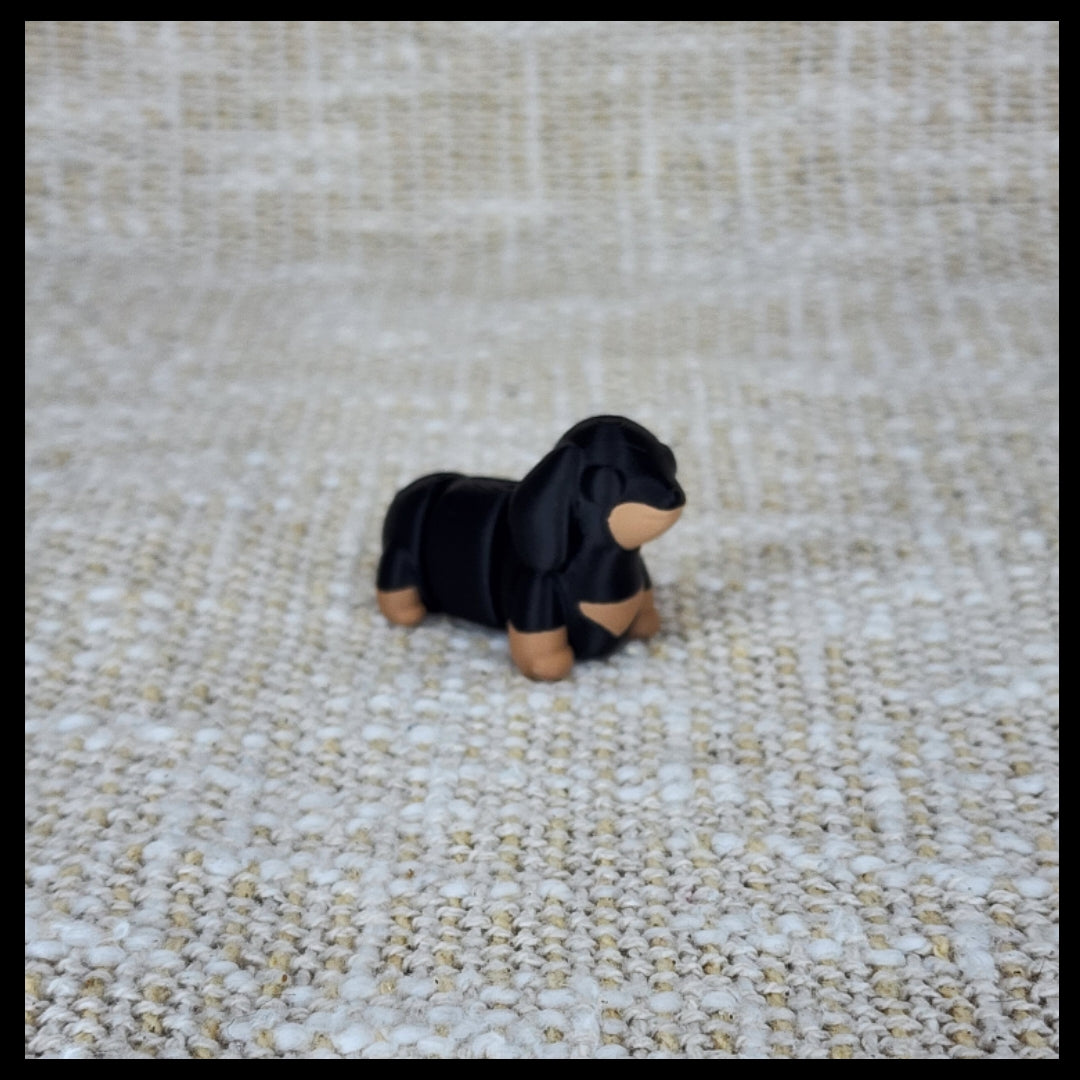 Dachshund